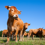 Paraguay comienza vacunación en cabezas de ganado