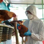 Brasil enfrenta emergencia zoosanitaria por gripe aviar en aves silvestres